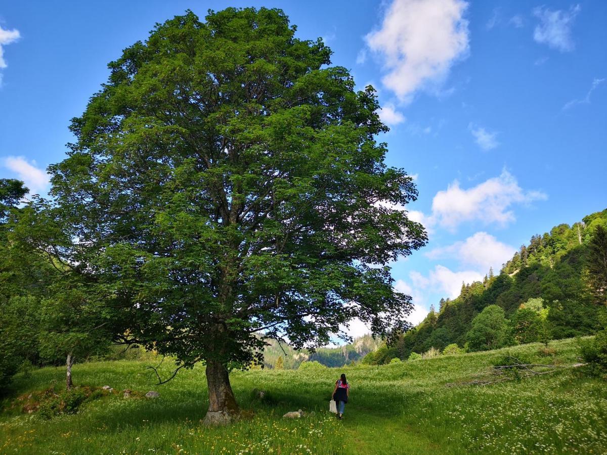 B1 Albmatte-Fewo Sauna, Hallenbad Aussenbecken Massagen Nebenan Menzenschwand-Hinterdorf Eksteriør billede